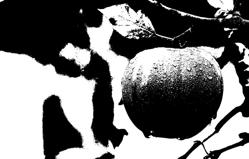 Apple Binary Image