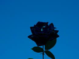 black rose