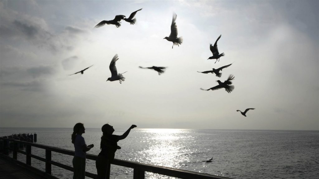 How to Get the Dimensions of an Image in Python - CodeSpeedy