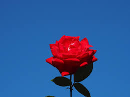 rose with blue sky