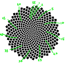 phyllotaxis pattern